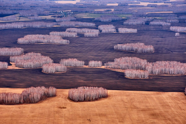 Slika brezovi gaji med polji